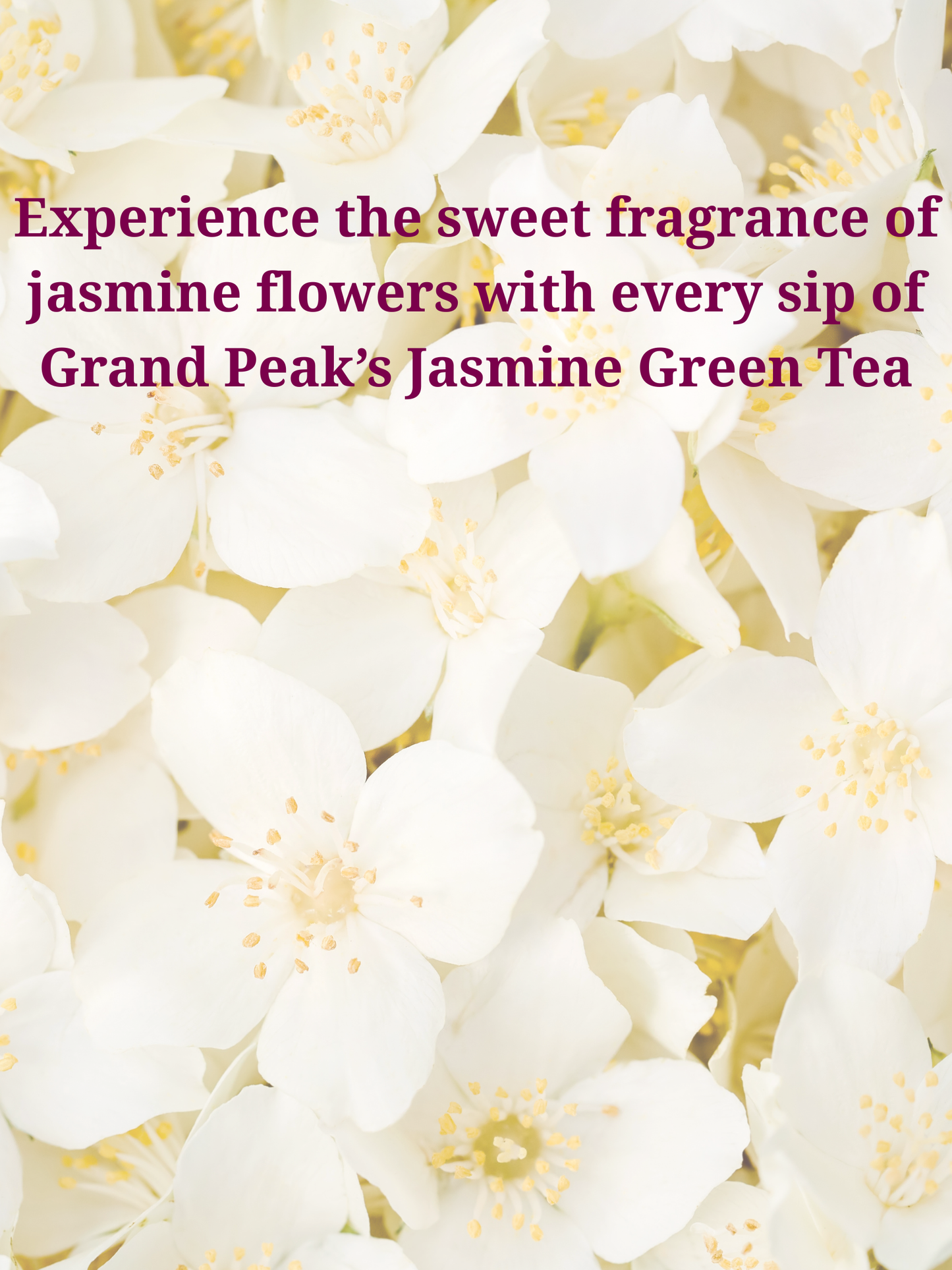 Jasmine Green Tea